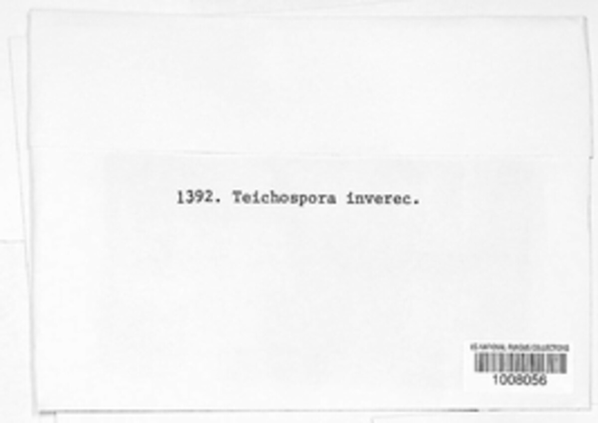 Chaetoplea inverecunda image